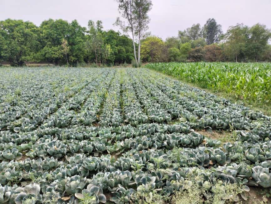 Private Tour to an Indian Village & Cooking Class - Additional Experiences: Ghee Making & Local Dress