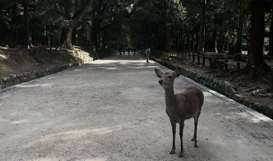 Private tour of Nara with an English/Spanish-speaking Guide - Good To Know