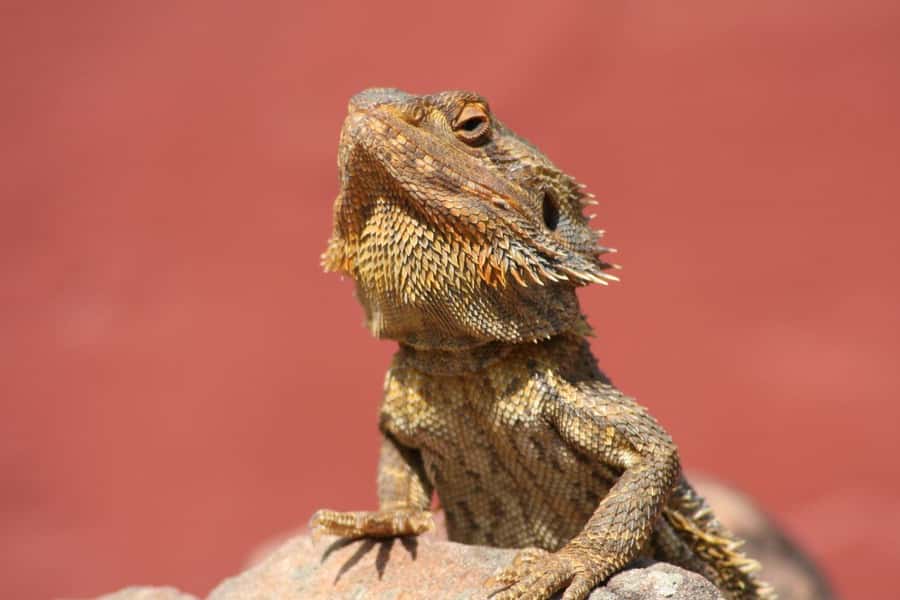 Cairns: Koalas and Creatures Entry Ticket - Good To Know