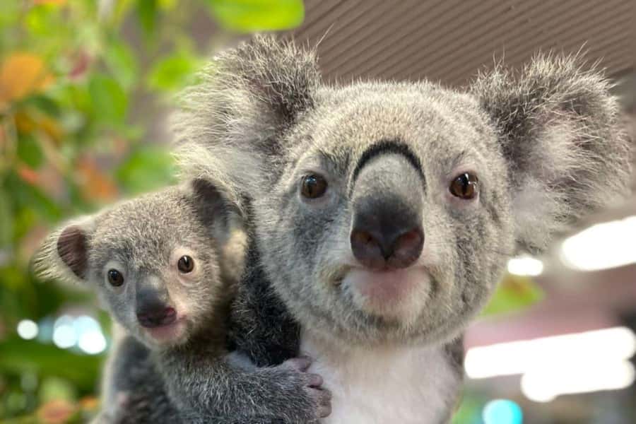 Cairns: Koalas and Creatures Entry Ticket - FAQs