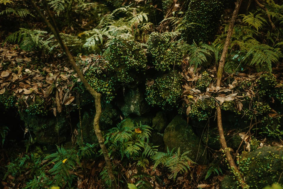 Jeju West: Small Group Healing Tour w/Caves & Dolphins - Summing Up: Who Will Love This Tour?