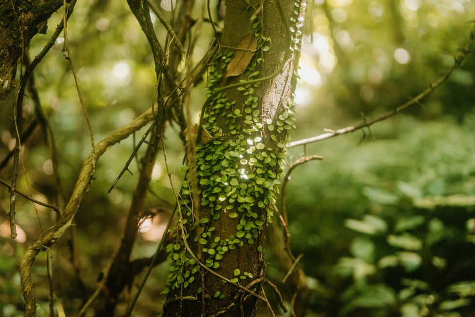 Jeju West: Small Group Healing Tour w/Caves & Dolphins - Authentic Experiences and What Travelers Really Say