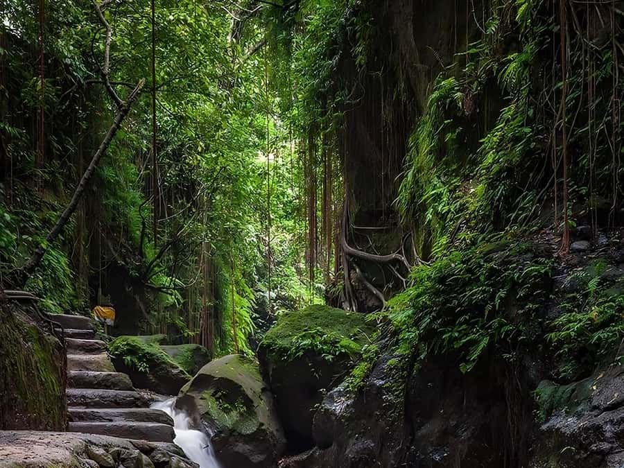 Ubud: Rice Terrace, Monkey Forest, Temple, & Waterfall - What Makes This Tour Stand Out?