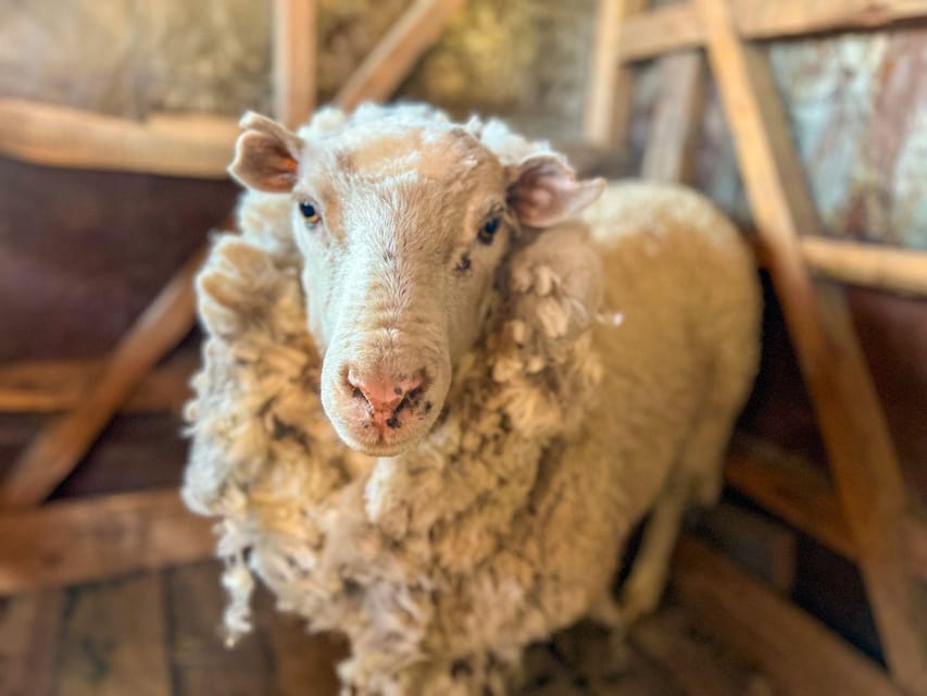 Half-Day Excursion at Estancia 25 de Mayo Field Afternoon - Exploring the Heart of Patagonian Ranch Life: Half-Day at Estancia 25 de Mayo