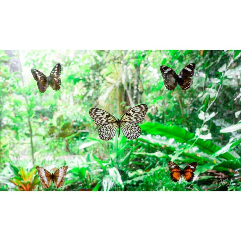 Bohol: Chocolate Hills Tour - FAQ