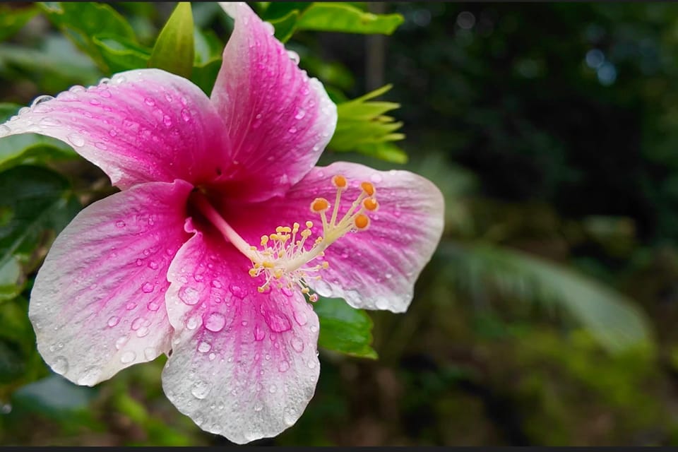 Oahu: Private Tour-North Shore feat. Waimea Falls - Waimea Valley: A Botanical Oasis and Waterfall Swim