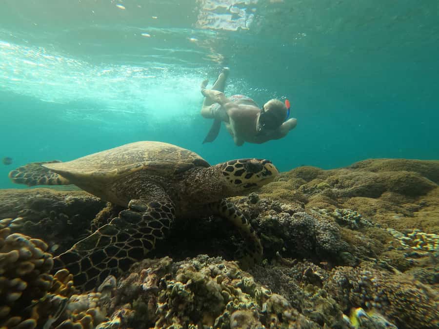 Gili Snorkeling Tour With GO PRO Documentation - Detailed Breakdown of the Itinerary