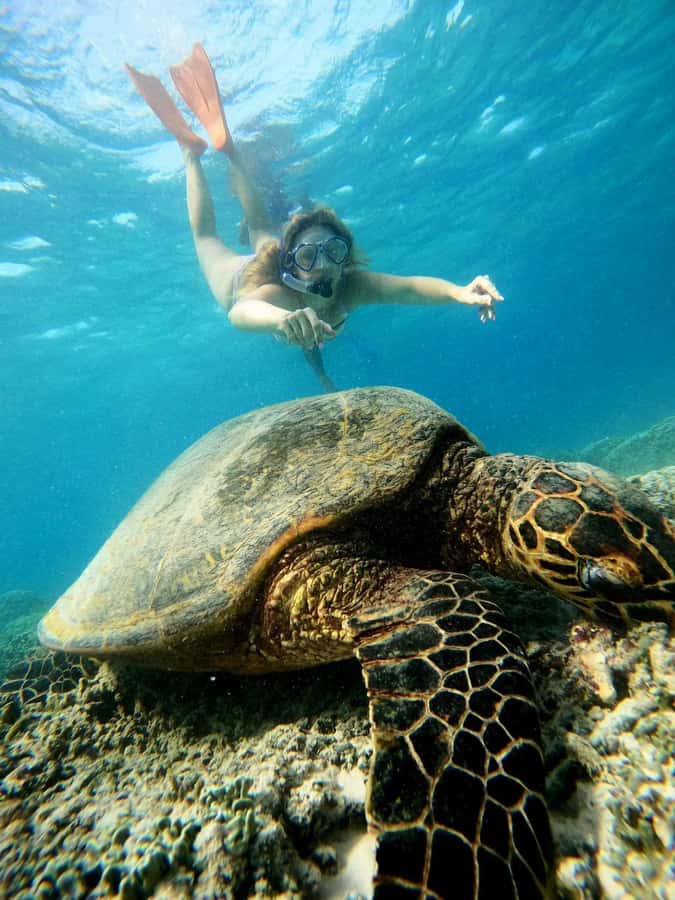 Gili Snorkeling Tour With GO PRO Documentation - What Travelers Can Expect