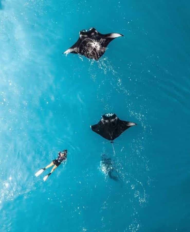 From Bali: Nusa Penida Private Snorkeling and Land Tour - The Basics: What to Expect