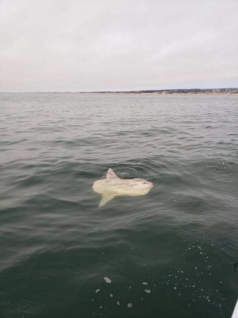 Monterey: Private Whale Watching/Sailing Tour for 6 - Wildlife Sightings: Realistic Expectations