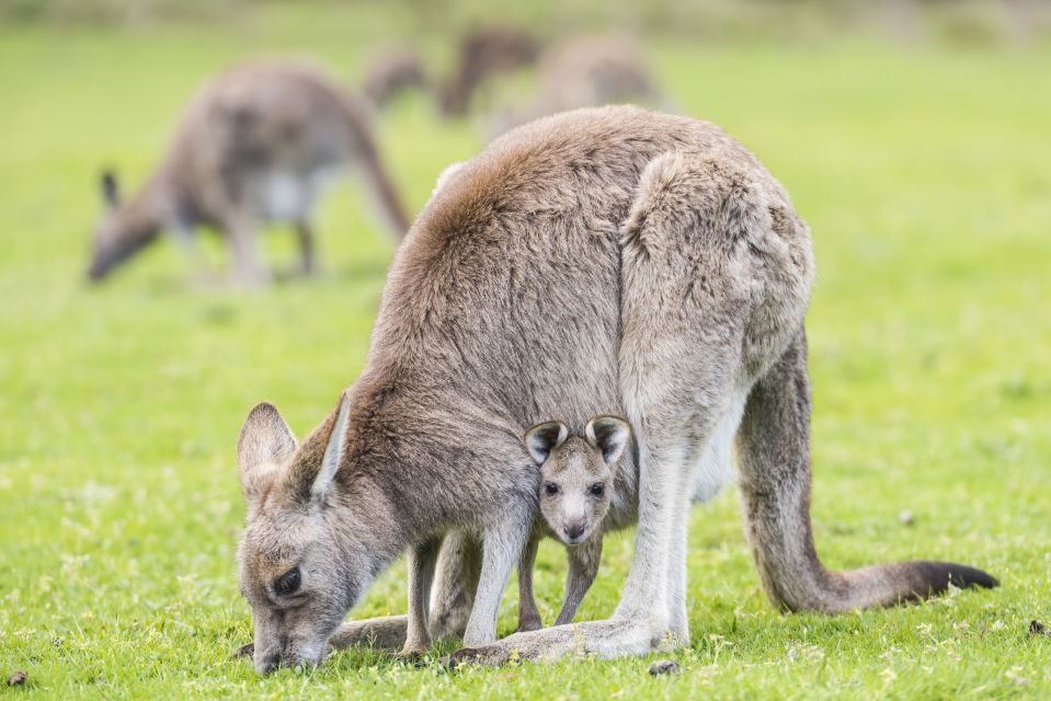 From Melbourne: Grampians National Park Bushwalking Tour - An In-Depth Look at the Tour