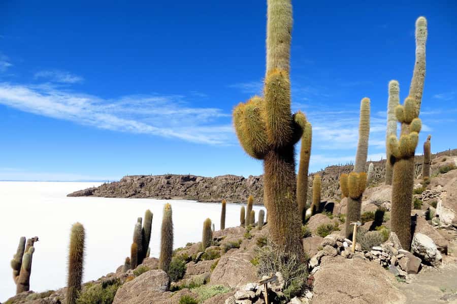 Uyuni: Classic Uyuni Salt Flats Tour + Hotel Pickup - The Sum Up