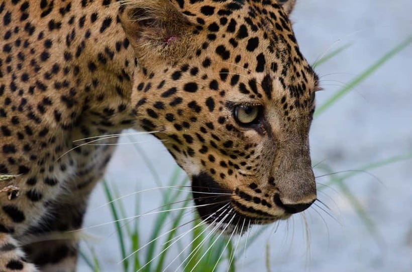 Kumana National Park Leopard Safari PRIVATE Tour - Kumana National Park Leopard Safari PRIVATE Tour