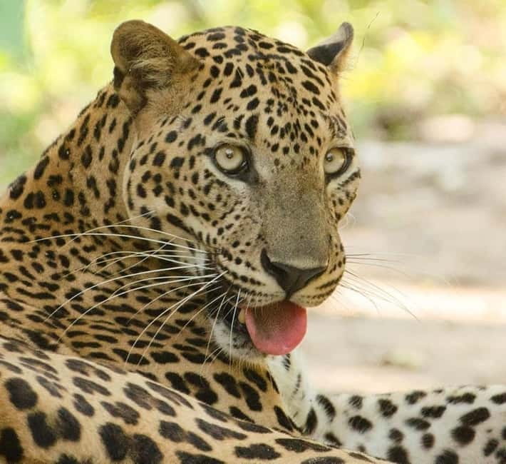 Kumana National Park Leopard Safari PRIVATE Tour - In closing