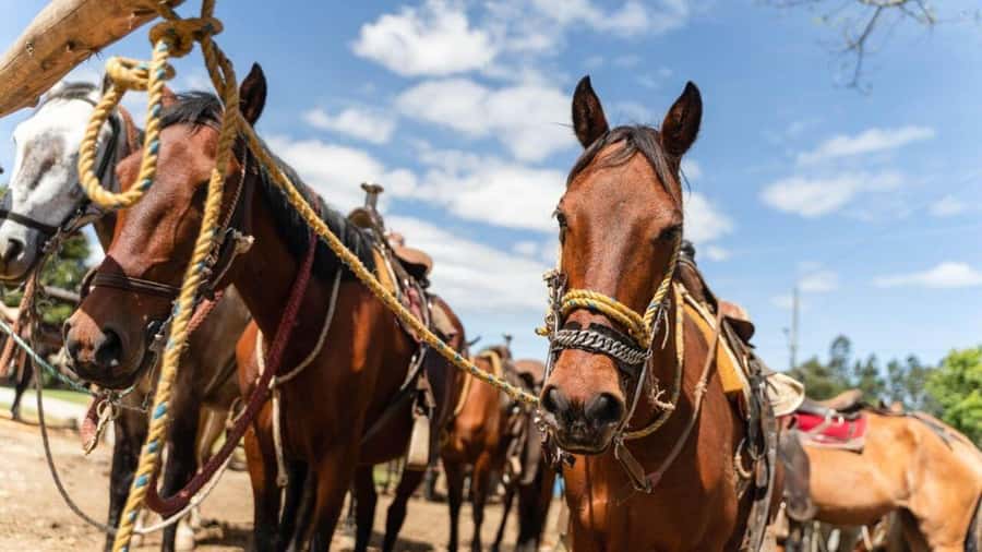 Copacabana Horseback Ride ALL INCLUSIVE - Medellín - Key Points