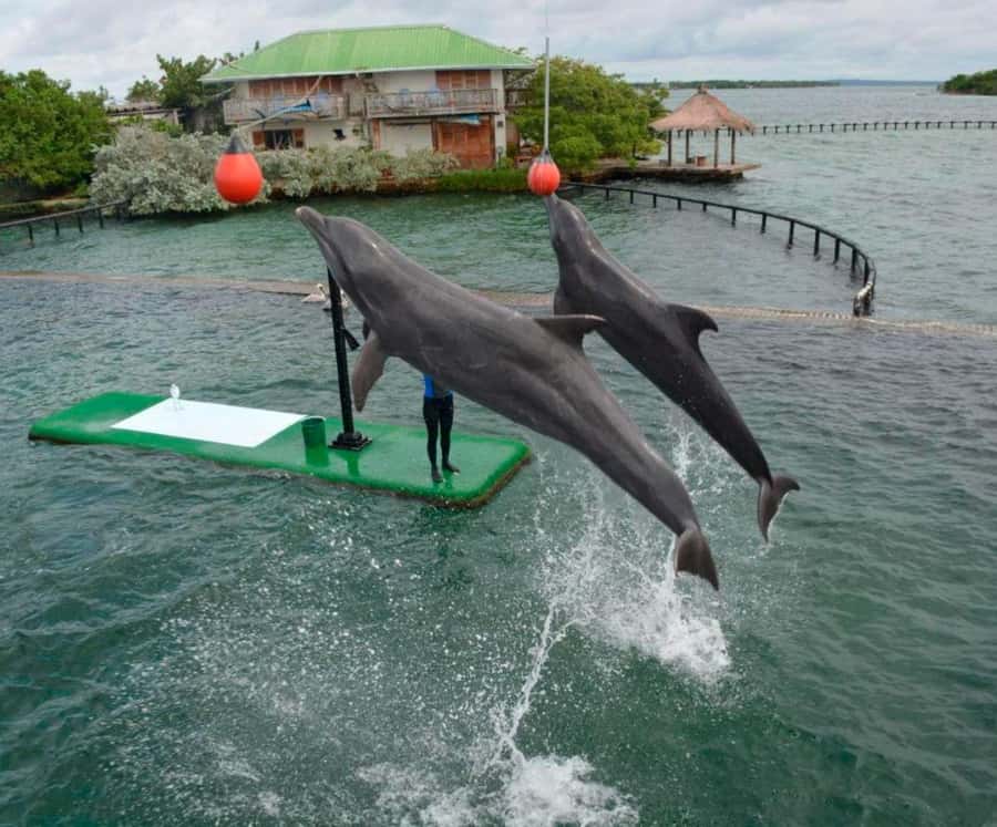 Freedom Beach - Barú + Oceanarium + Plankton - Exploring the Rosario Islands and Barús Hidden Gems