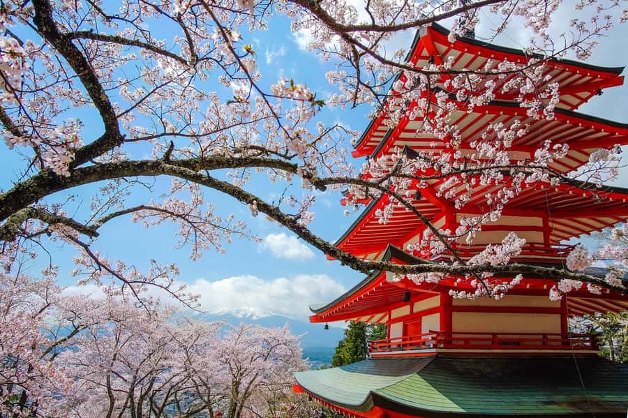 Tokyo: Private Mt.Fuji Day Trip with English-Speaking Driver - The Experience from the Reviews