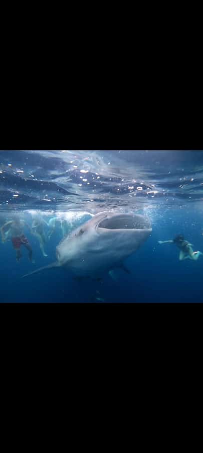 From Lombok,Sumbawa Whale Shark Tour 2D1N - Good To Know