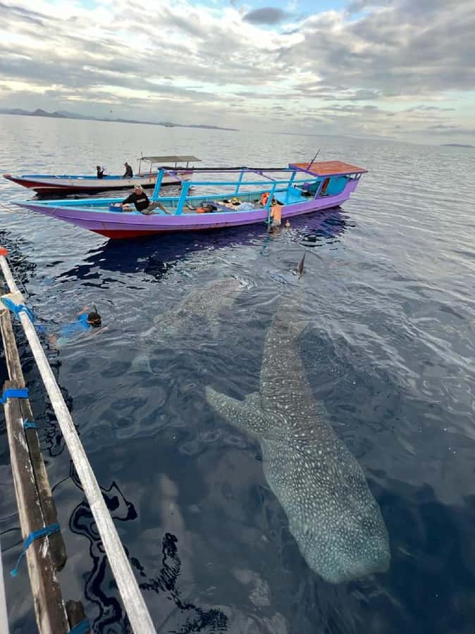 From Lombok,Sumbawa Whale Shark Tour 2D1N - Who Should Consider This Tour?