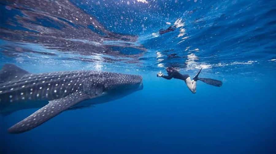 From Lombok,Sumbawa Whale Shark Tour 2D1N - The Sum Up