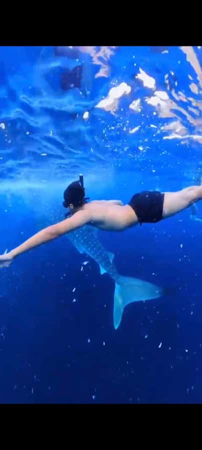 From Lombok,Sumbawa Whale Shark Tour 2D1N - FAQ