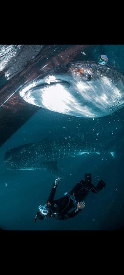 From Lombok,Sumbawa Whale Shark Tour 2D1N - What to Expect on This Tour