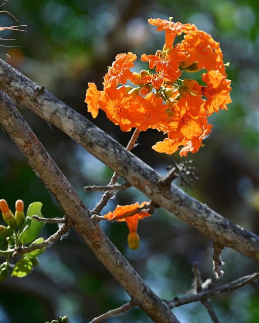 Tulum: Monkey Sanctuary Adventure - The Cultural Touch: Mayan Traditions and Canoeing