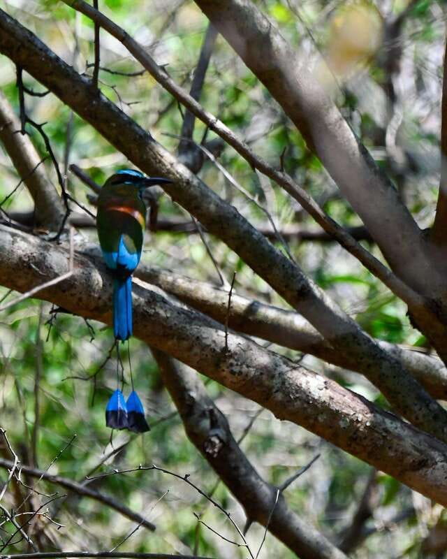 Tulum: Monkey Sanctuary Adventure - Exploring the Jungle and Wildlife Encounters