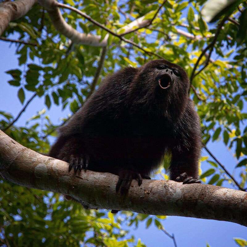 Tulum: Monkey Sanctuary Adventure - Authenticity and Flexibility