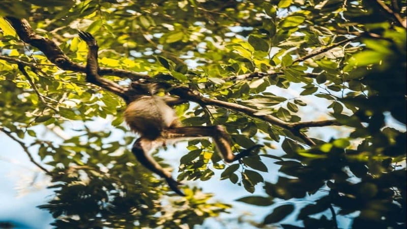 Tulum: Monkey Sanctuary Adventure - Food and Refreshments