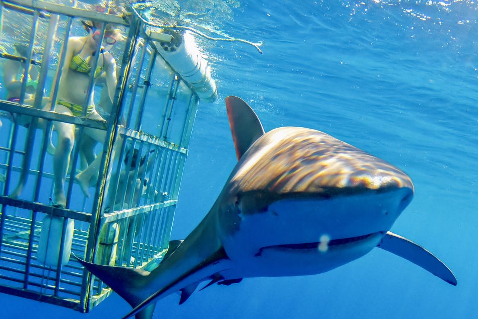 Oahu: Shark Cage Dive on the North Shore - Who Would Love This Tour?