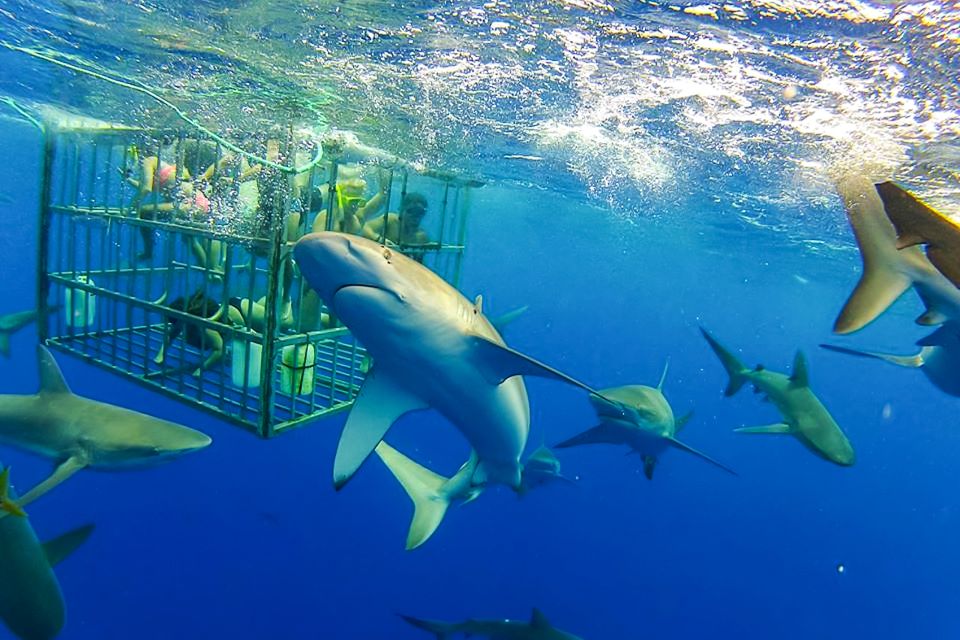 Oahu: Shark Cage Dive on the North Shore - A Deep Dive into the Shark Cage Dive Experience