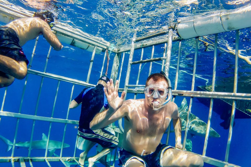 Oahu: Shark Cage Dive on the North Shore - FAQ
