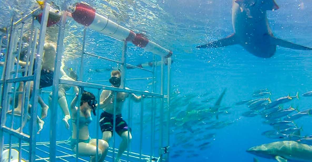 Oahu: Shark Cage Dive on the North Shore - The Authentic Marine Encounter: What We Really Think