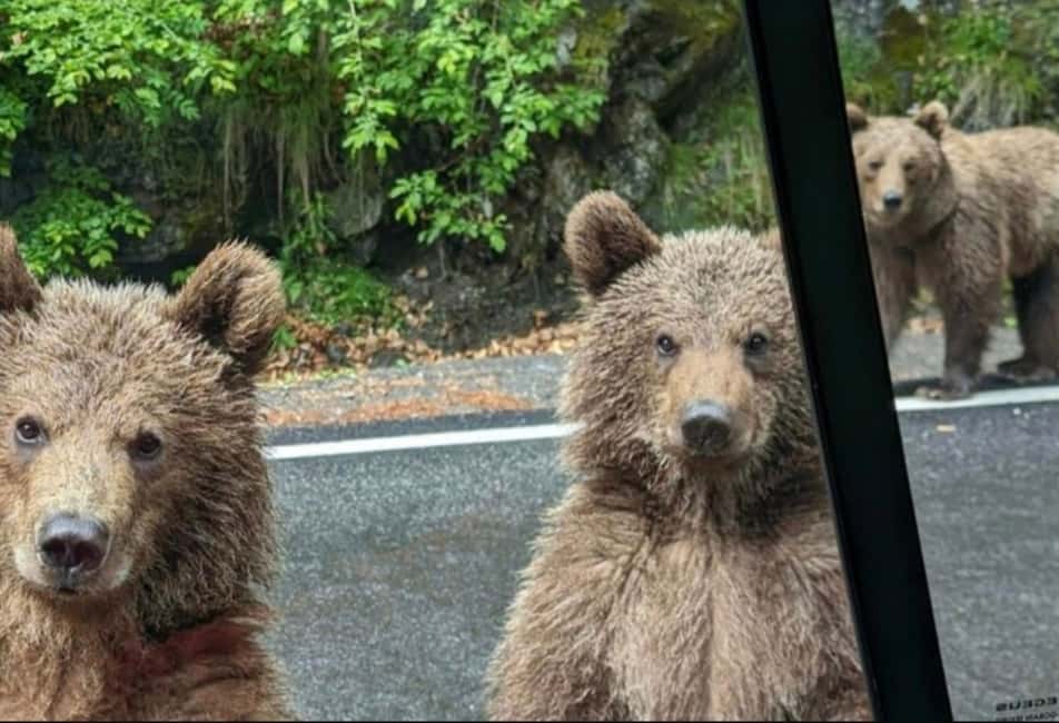 Small group max 7 - Bears Safari on Top Gear -Transfgran - Scenic Drives and the Transfagarasan Highway
