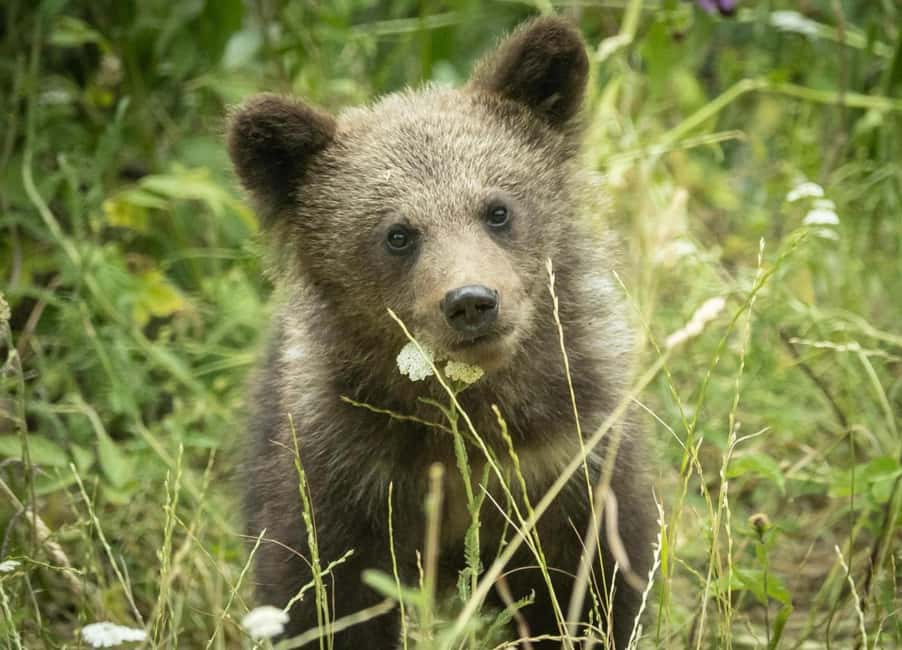 Small group max 7 - Bears Safari on Top Gear -Transfgran - Key Points