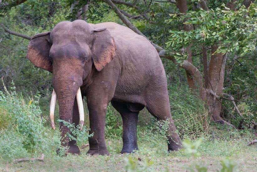 Wilpattu National Park Safari - Good To Know