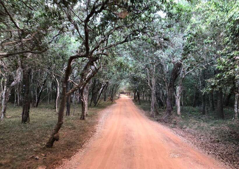 Wilpattu National Park Safari - The Practical Details