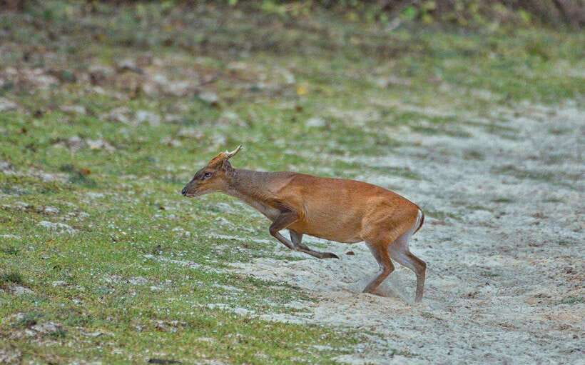 Wilpattu National Park Safari - FAQs