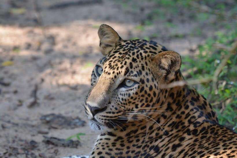 Wilpattu National Park Safari - Authentic Tips from Reviewers