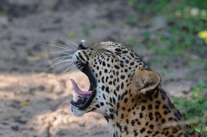 Wilpattu National Park Safari - Final Thoughts