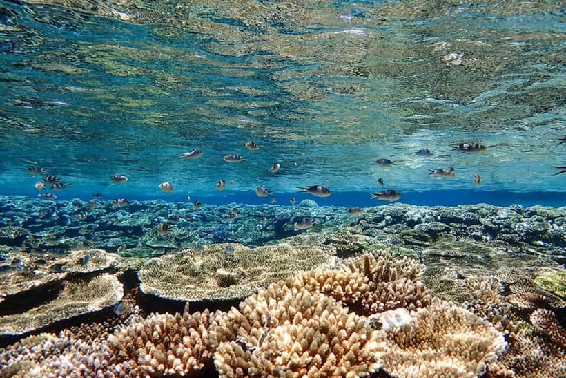 Ishigaki Island: Blue Cave Exploration & Snorkeling Tour - Duration, Cost, and Value