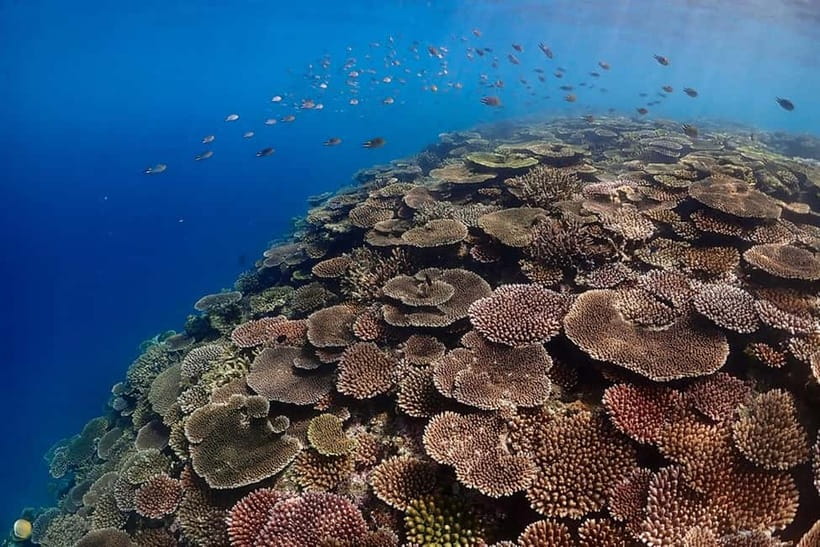 Ishigaki Island: Blue Cave Exploration & Snorkeling Tour - Final Thoughts