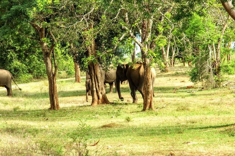 Wilpattu National park - Full day Safari (06:00am - 18:00pm) - The Sum Up