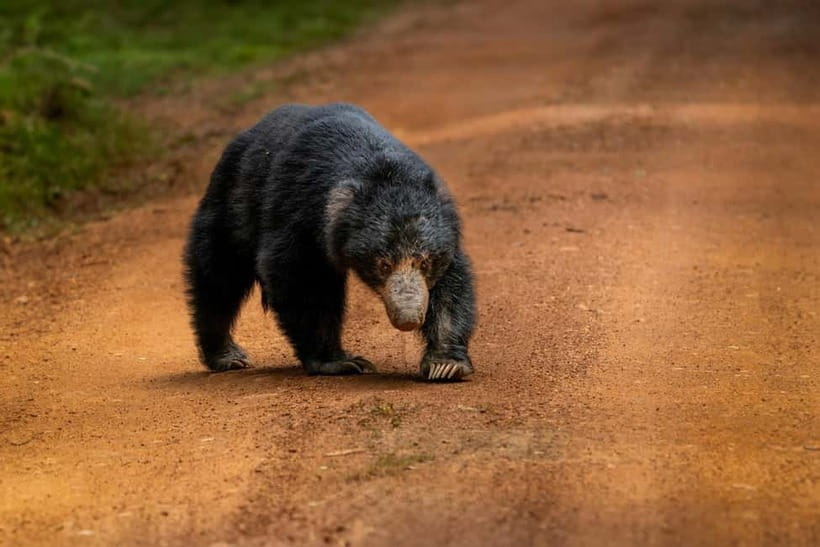 Wilpattu National park: Morning or Afternoon PRIVATE Safari - Practical Tips for Your Wilpattu Safari  