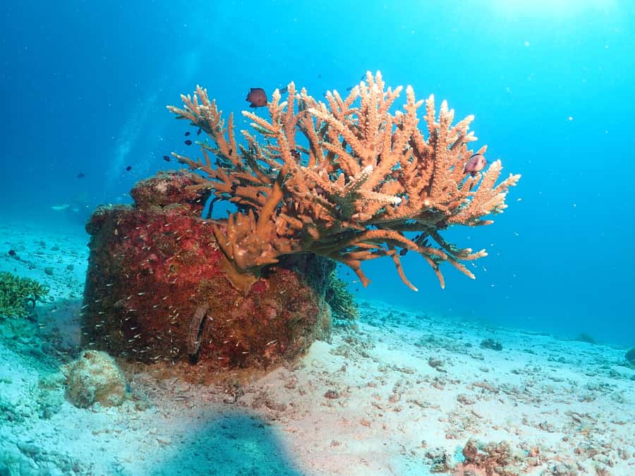 Phuket: SCUBA DIVING Day Trip Racha Yai/ Racha Noi 3 Dives - Racha Noi: The First Dive Stop