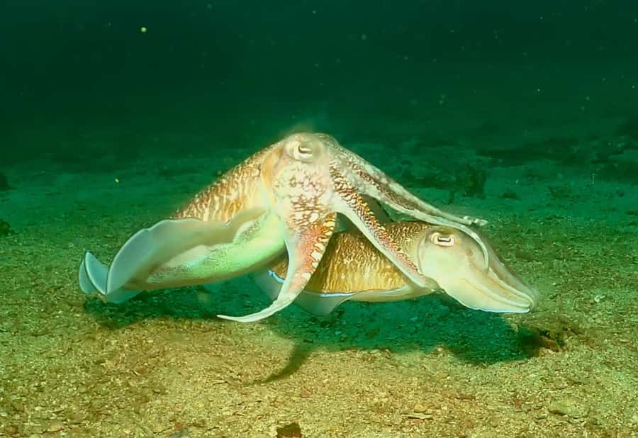 Phuket: 3 Dive Koh Phi Phi/Shark Point Scuba Diving Day Trip - Final Thoughts: Who This Tour Is Best For