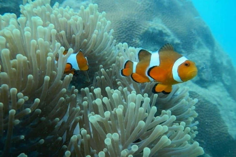 Andaman Islands: Scuba Diving Tour - Exploring the Tour Details: What You Can Expect