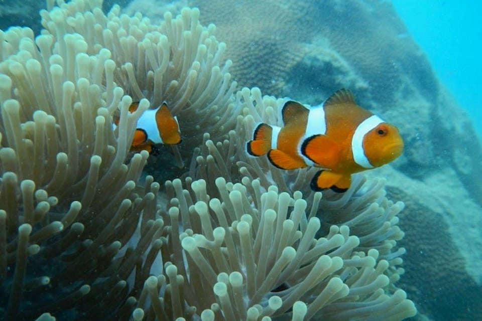 Andaman Islands: Scuba Diving Tour - The Sum Up: Is It Worth It?