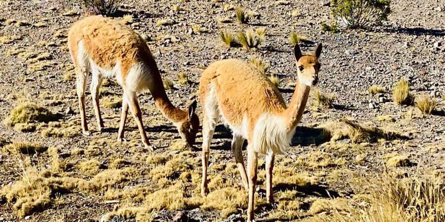 Arequipa : Pillones Waterfall and Imata Stone Forest Tour - What Makes This Tour Stand Out?